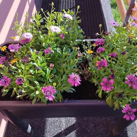 Апартаменты Zara *